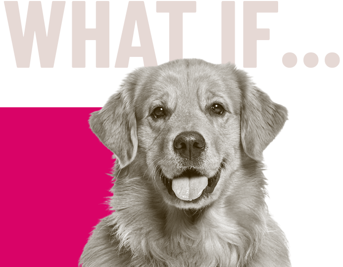 Dog with content strategy labels