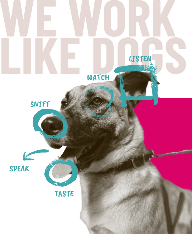 Dog with content strategy labels